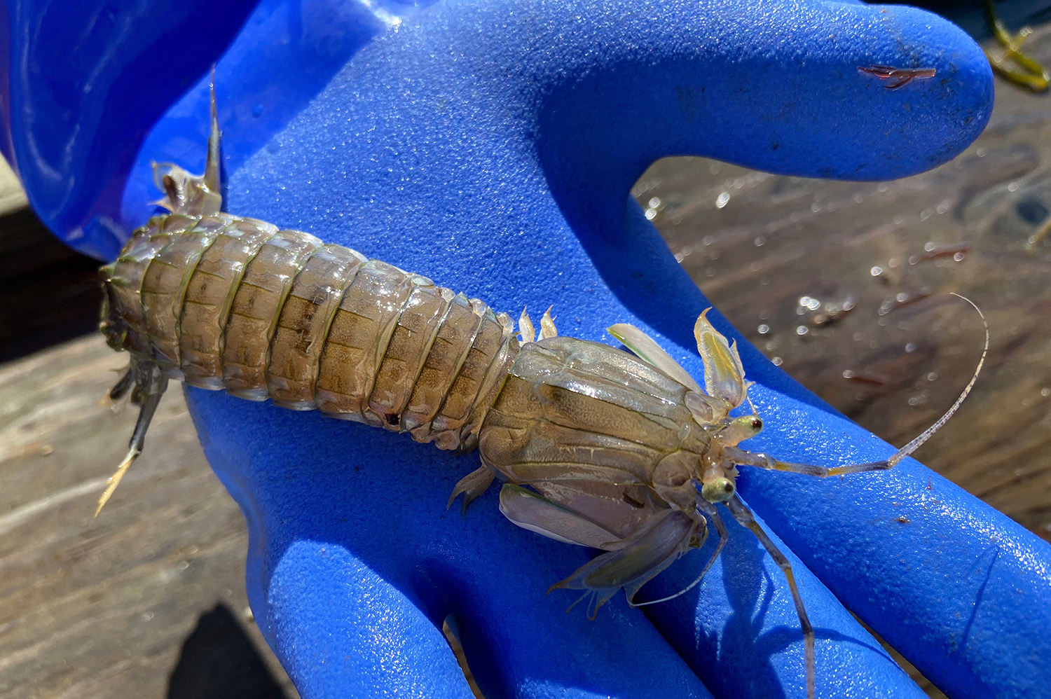 Tasty sea prawn shrimp In A Large Number Of Varieties 