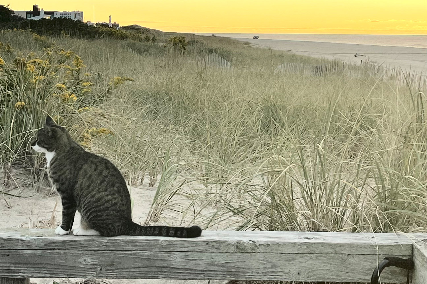 Operation Cat  Animal Rescue Fund of the Hamptons