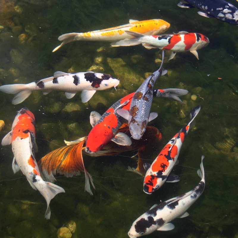 A favorite among locals- the peaceful koi pond at Fashion Island