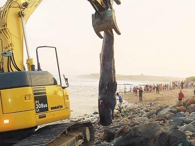 Dozens of people watched Saturday as the carcass of a sperm whale calf was carried off Ditch Plain Beach in Montauk.