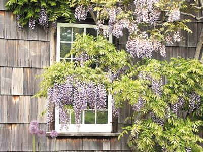 Wisteria does not begin to flower profusely until it has expanded to the space allotted to it.