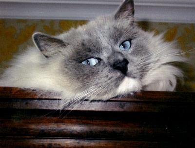 Sara, the purebred Ragdoll cat Beth Eckhardt bought as a kitten in California in 2001