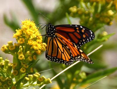 During their long migration, Monarchs feed on nectar, including that of the seaside goldenrod, Solidago sempervirens.