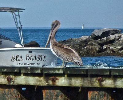 A brown pelican, visiting from the south, has set down on the jetties at the north end of Lake Montauk and has been entertaining the folks eating at Gosman’s famous restaurant.