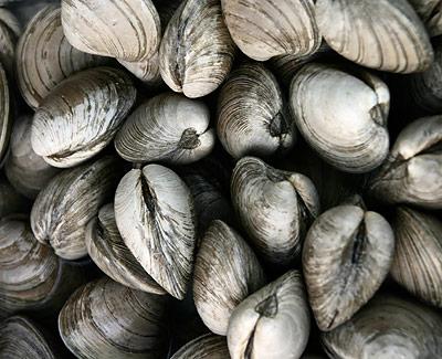 Good clamming means great clam pie and lemony clam pasta.