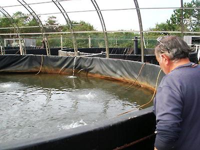 Robert Valenti of the Multi-Aquaculture Systems fish farm on Napeague peered into a tank that held yearling striped bass until Tropical Storm Irene stole the electricity that sustained them. He has applied for a low-interest government loan to get the farm back on track.