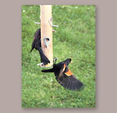 Grackles and red-winged blackbirds, above, are beginning to fly around in mixed flocks.