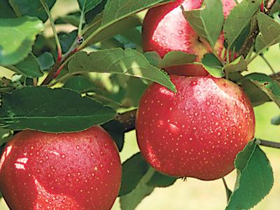 As a portable snack, in salads or cakes, or even as demon cider, apples are a versatile and healthful food.