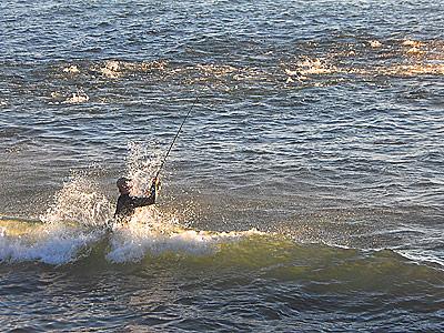 If not unprecedented, the vast numbers of striped bass that visited the waters around Montauk Point for the past week have not been seen for many years.