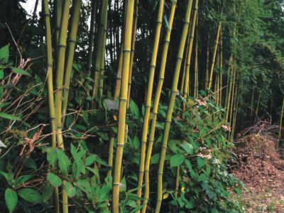 Bamboo, whose shoots show little respect for property lines, may be the subject of strict new rules in East Hampton Village.