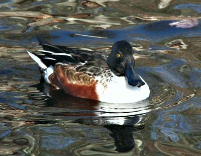 You’re not from around here, are you? A migrating northern shoveler, so named for its particularly long bill, stopped by the Nature Trail in East Hampton last week.