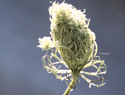 Most plants that thrive in deer-filled areas, like Queen Anne’s lace, are actually poisonous.