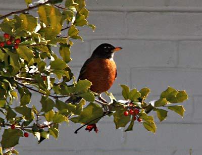 Well over 115 species of birds, including ones who should have gone south by now, among them this robin, were sighted throughout Long Island during the recent Christmas count.