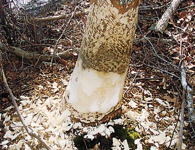 The chips tell the tale. A beaver has taken up residence in Fresh Pond.