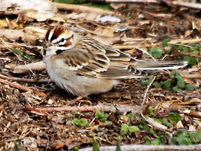 Lark Sparrow