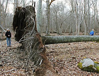 The downed tree is a 90-foot-long swamp white oak.