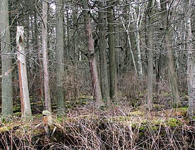 The largest of the three Atlantic white cedar swamps is in the hamlet of North Sea.