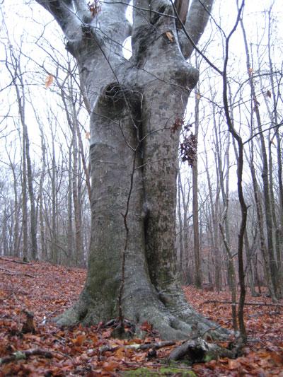 Known as the Signature Tree, this American beech in Stony Hill Woods — an example of what archaeologists call an “arborglyph” or “dendroglyph” — is inscribed with the date 1908.