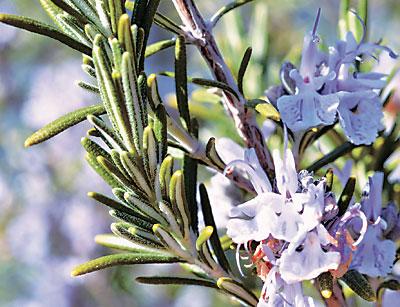 In a mild winter such as this year’s, herbs like rosemary have not just survived but thrived through the colder months.