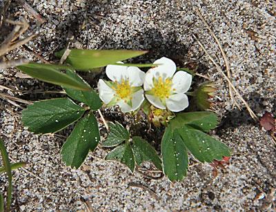 The trail edges were carpeted with a variety of blooming wild flowers, including  wild strawberries.