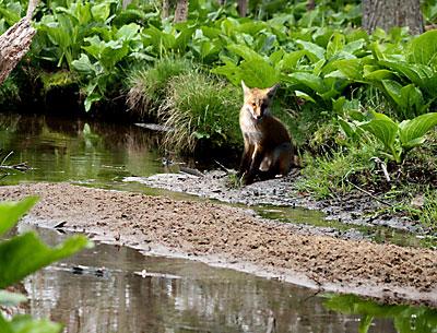 This will be the year of the red fox. This one was spotted at the East Hampton Nature Trail.