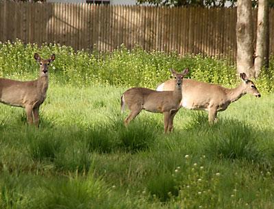 A draft report by an East Hampton Town deer management working group may lay down a path to reduce the deer population.