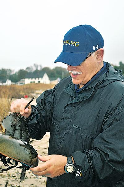 John Tanacredi is asking for Long Island volunteers who will keep their eyes peeled for mating horseshoe crabs. He heads Dowling College’s annual inventory of the ancient marine arthropods.