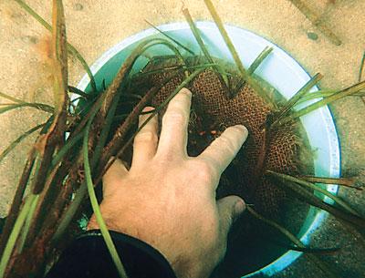 Eelgrass