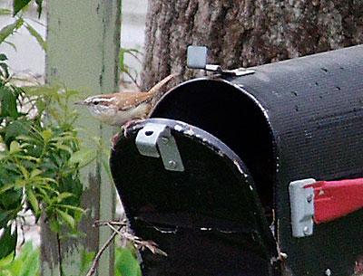 Carolina wrens have made themselves at home here over the years.