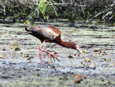 White-faced Ibis, Scoy Pond, East Hampton