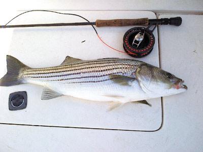 Edward L. Shugrue III went fly-fishing in Three Mile Harbor on Saturday and was rewarded with this plump striped bass.