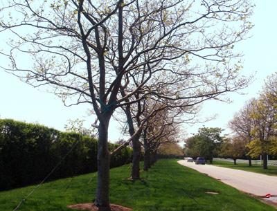 The salty winds of Tropical Storm Irene combined with a dry early spring may spell doom for many London plane trees.