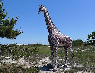 Pranksters placed a tall, plastic giraffe deep in Napeague State Park at some point in the past weeks.