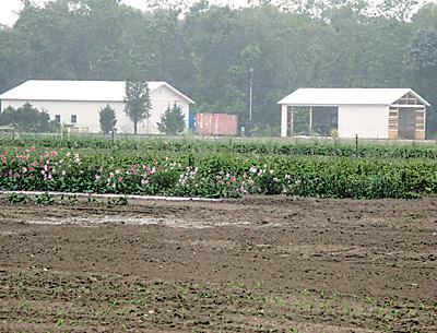 At the Babinski farm in Wainscott, a new barn, right, sits partially unfinished while the East Hampton Town Board decides whether to issue a construction permit for it, and a neighbor’s lawsuit proceeds.