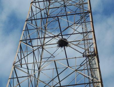 A pair of osprey with a nest midway up the MacKay Radio Tower on Napeague have been apparently disturbed by a dangling cable.