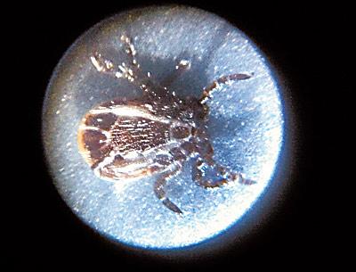 Wood, or dog, ticks, like this one seen through a four-power microscope, may be decreasing in number ever so slightly. Other tick species appear on the rise.