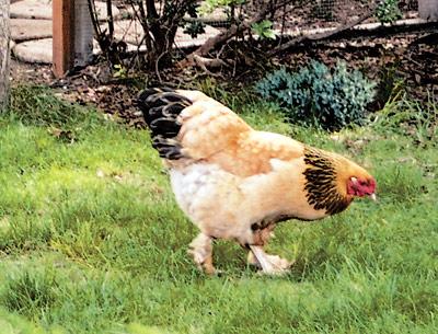 Janet Rojas’s chicken Britney, a buff brahma, checked the yard for insects.