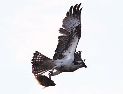 An osprey at Lazy Point had breakfast in its grasp.