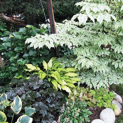 The Kollers plant miniatures as groundcover under a small maple in a container, the author has adapted the idea for her own lawn.