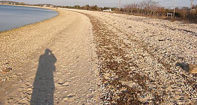 On any given day, there are at least four different zones of pebbles, seaweed, shells, and sand running the length of Long Beach from North Haven into Noyac.