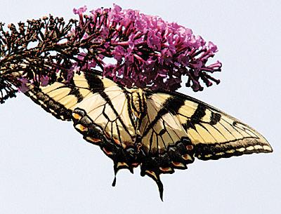 Butterflies, like this swallowtail, are nectar eaters.