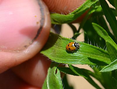 Many thought-to-be-extinct ladybugs were found on weed leaves at Quail Hill Farm on Tuesday.