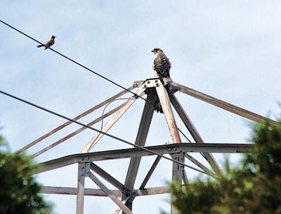 A robin seemed perplexed to find a young osprey in its neighborhood off Osborne Lane.