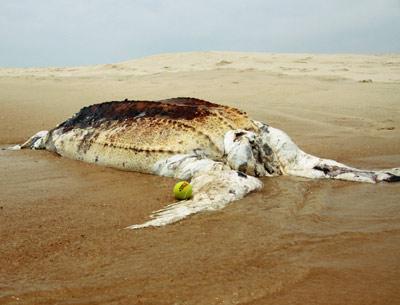 The carcass of an adult leatherback turtle was found on the beach just east of Beach Lane in Wainscott on Friday.