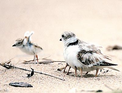 With an adult nearby, a piping plover chick stretched its downy wings near its sandy nesting area.