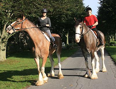 “They’re sweet — just like big dogs,” Shanette Barth Cohen said of Mike and Kerry Gaynor’s Clydesdales Sam and Ike, whom she and her husband, Bryan, took out for a ride at Wolffer’s stables Sunday morning.