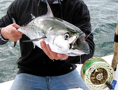 Michael Salzhauer presented the false albacore he caught on a fly near Little Gull Island on Monday.