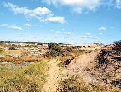 The Napeague isthmus contains examples of several of the South Fork’s varied habitats, including pitch pine forest, cranberry bogs, dune plains where thick carpets of beach heather and bearberry grow, and the dramatic Walking Dunes.