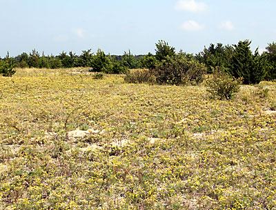 During the 12-plus years of grow-back at Sammy’s Beach, very few alien plants have managed to find a niche, and the replanted area is practically free of invasives.