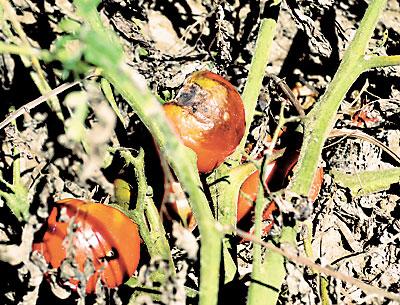 Tomatoes killed off by late blight have been found on farms throughout the East End.